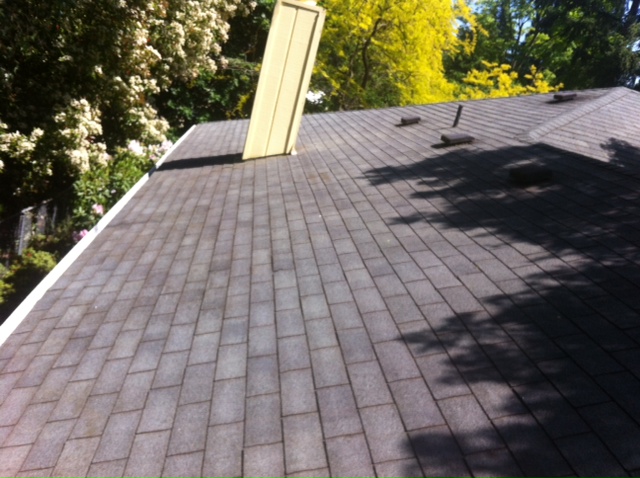 Composition shingle roof hand-brushed clean of moss, with no pressure washing used