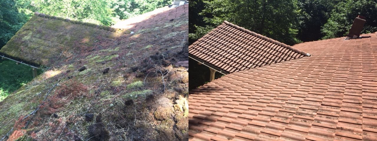 Heavy moss growth on a Portland composition shingle roof