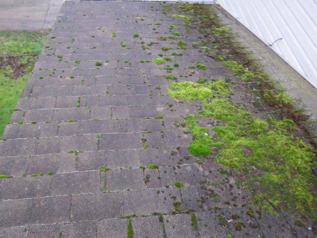 Heavy green moss growing in patches across a composition shingle roof, before treatment