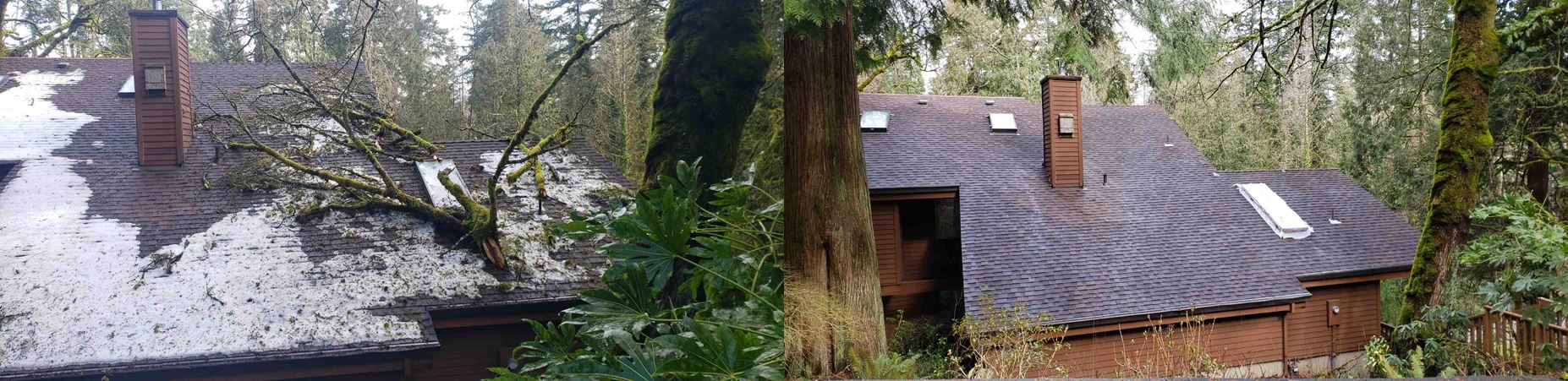 Heavy moss buildup around skylights and a pipe vent on a Portland roof, the kind of condition caught during a routine inspection