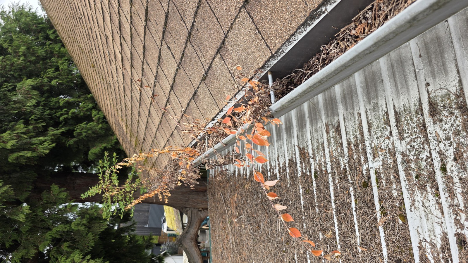 Weeds growing in a clogged lower gutter, before cleaning