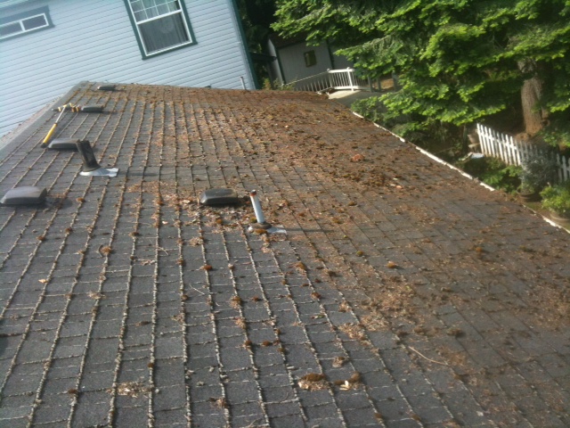 Composition shingle roof edge covered in needles and leaf debris beneath an overhanging tree canopy