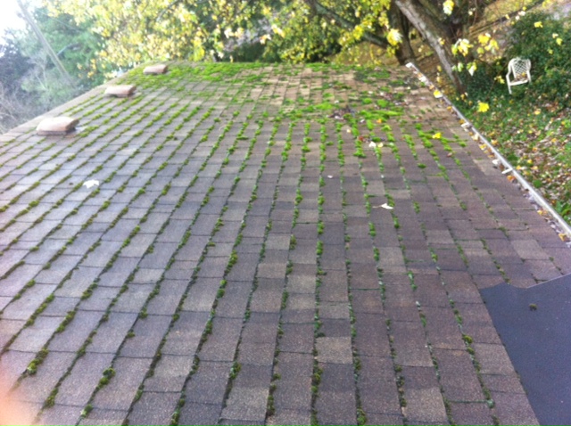 Composition shingle roof with moss growing along the shingle tabs, before cleaning