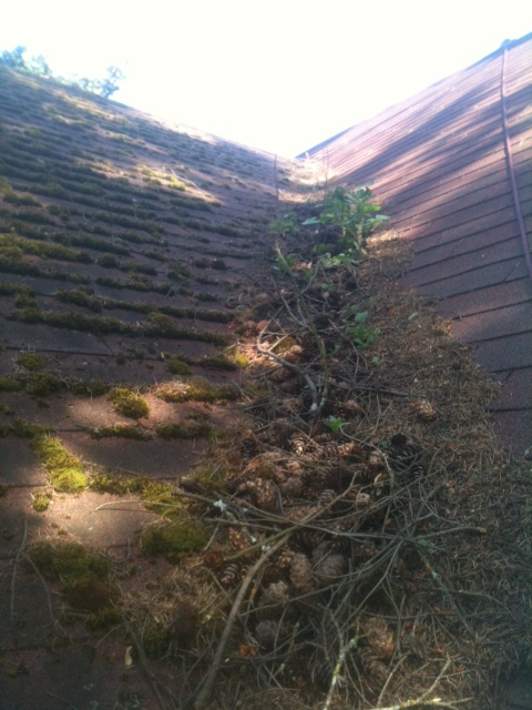 Roof valley clogged with plant growth and debris before clearing