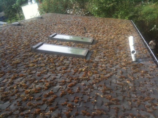 Roof skylights surrounded by heavy moss and debris buildup, before cleaning
