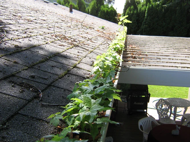 Gutter clogged with debris and a vine growing through it along a mossy roofline